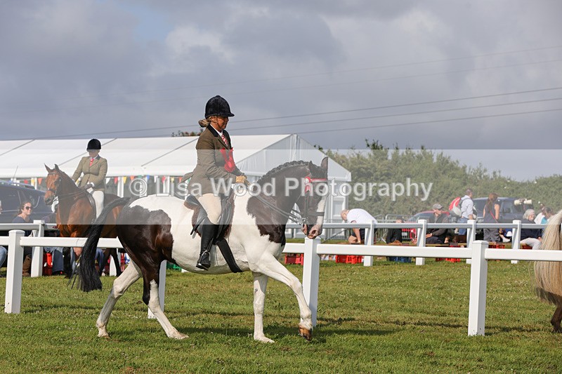 1X9A3484 - Skewbald and Piebald Ridden Championship