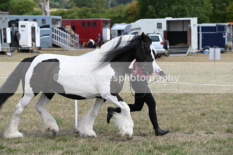 WJ6_6522 - Class 20 In-hand Cob