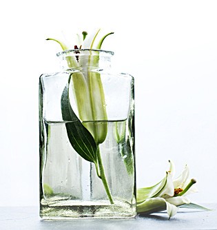 Lilly in a jar - Flowers