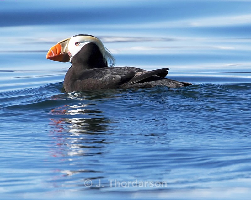  - Sea Birds
