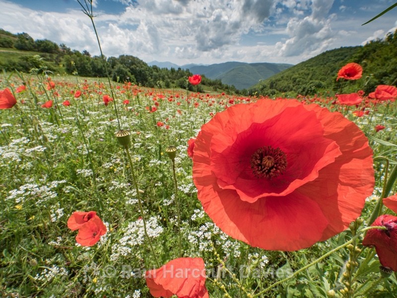 Preci: meadows with poppies, coriander, and cornflowers. - Flowers in the Landscape - 2