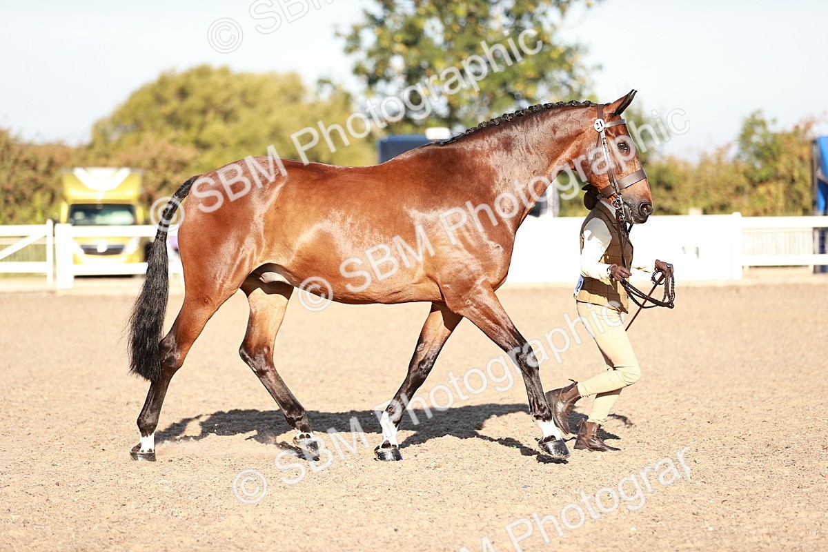 SBM_11185 - Class 401 - IH  Veteran horse