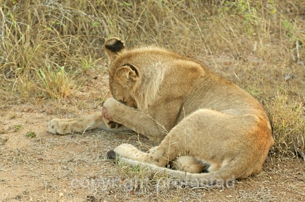 Being sorry - African Lions