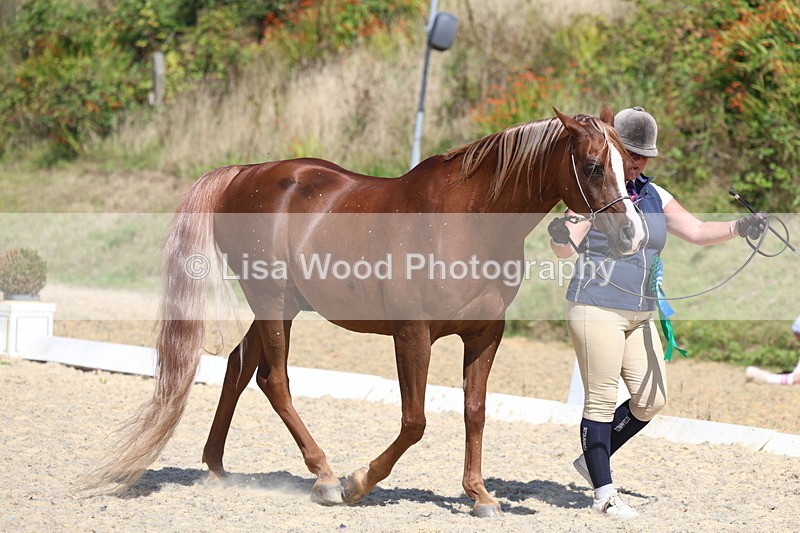 3E7A9802 - In Hand Championship