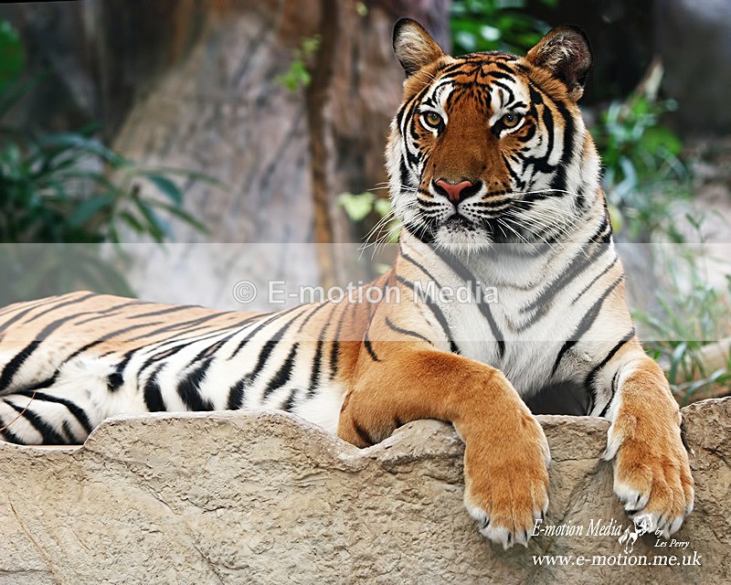 khao kheow 030105 216b - Nature