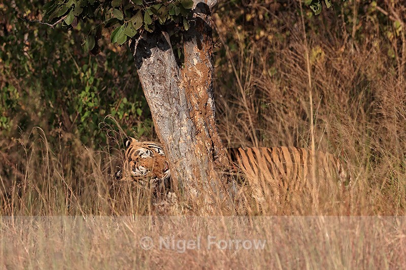 Male Bengal Tiger sniffing tree trunk, Panna, Madhyra Pradesh, India - Tiger