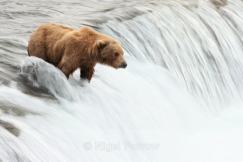 Brown Bear and blurred water, Brooks Falls, Alaska - Brown Bear
