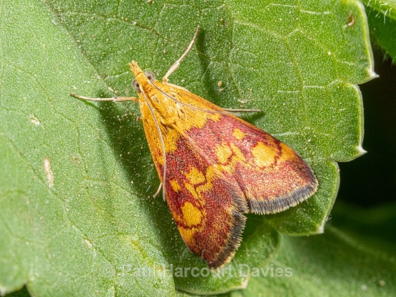 The Scarce Crimson and Gold, (Pyrausta sanguinalis, - Ten Metres from Home 2021