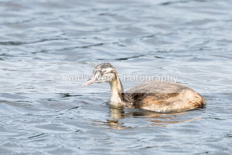 20160809-8E0A7419 - Gt. Crested & Little Grebes