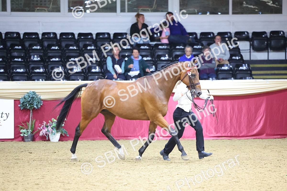 SBM_18817 - Class E IH Horse Champ