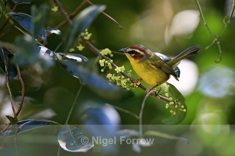 Chestnut-capped Warbler, Heredia, Costa Rica - Chestnut-capped Warbler