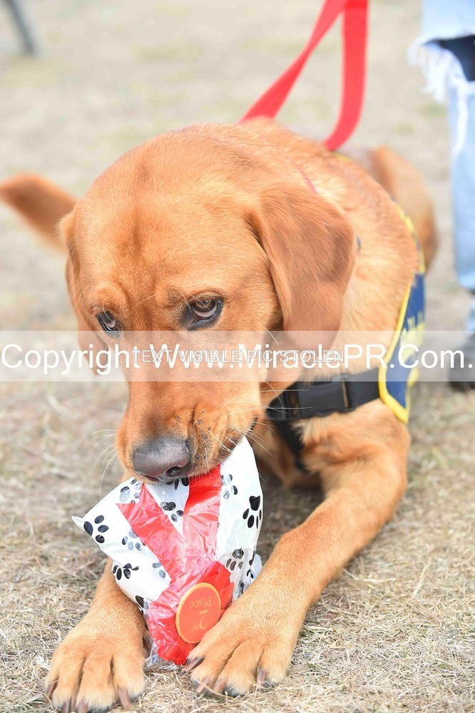 SH4_0167 - Dog show.