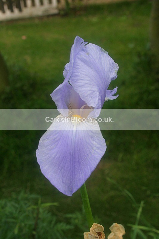 Iris 1007 - IRISES
