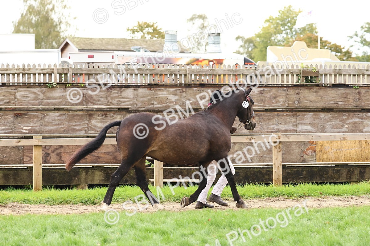 SBM_41705 - S26 - Mature Veteran In Hand