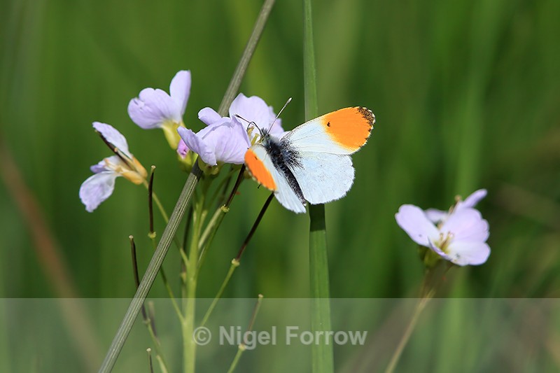 Orange-tip (male), Otmoor, Oxfordshire - INSECTS