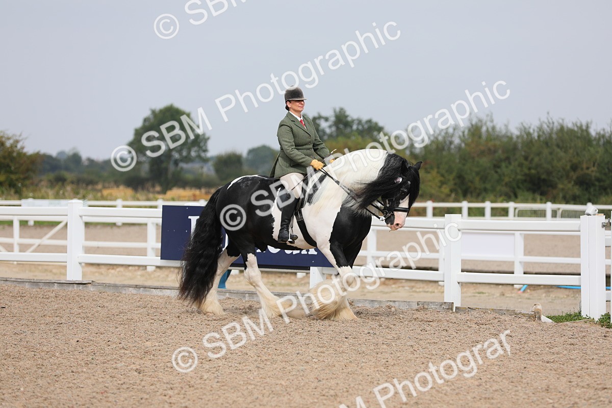 SBM_12660 - Class 307 Ridden Coloured Pony