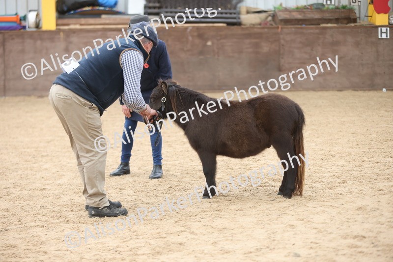 20251109-0182 - Class 10 - Yearling, Colt, Filly or Gelding