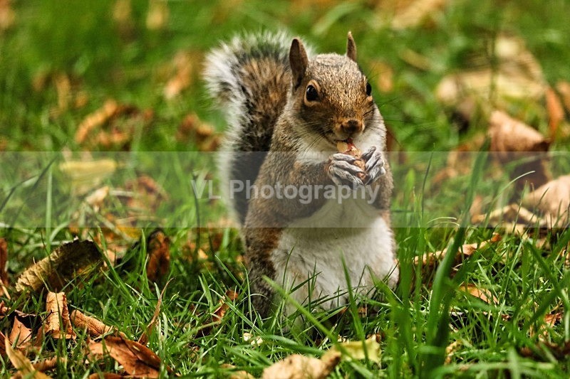 Squirrel 6 - Animals, Birds etc