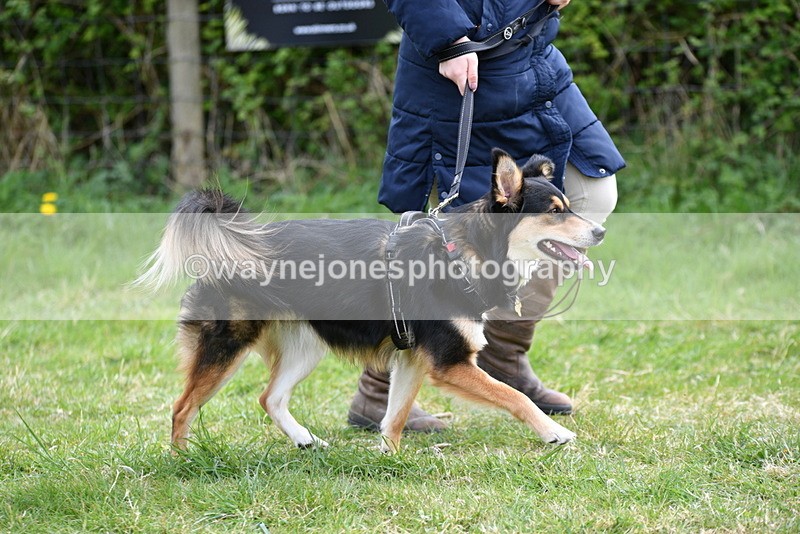 WJ5_9517 - Class 3 Most Handsome Dog