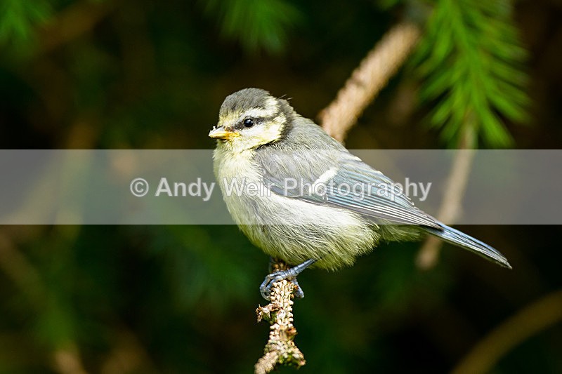 20130630-_MG_4520 - Blue Tit
