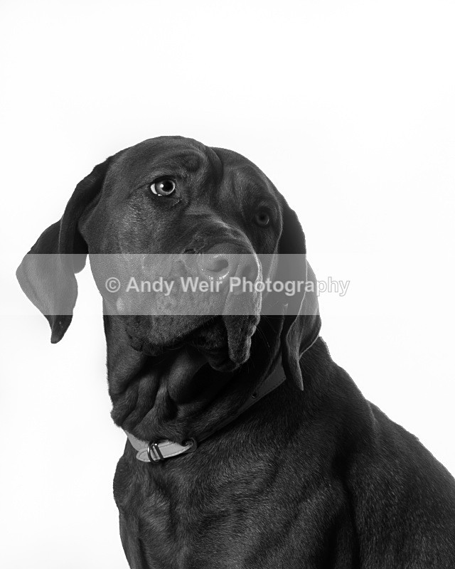 20110205-IMG_0803-51 - Pets