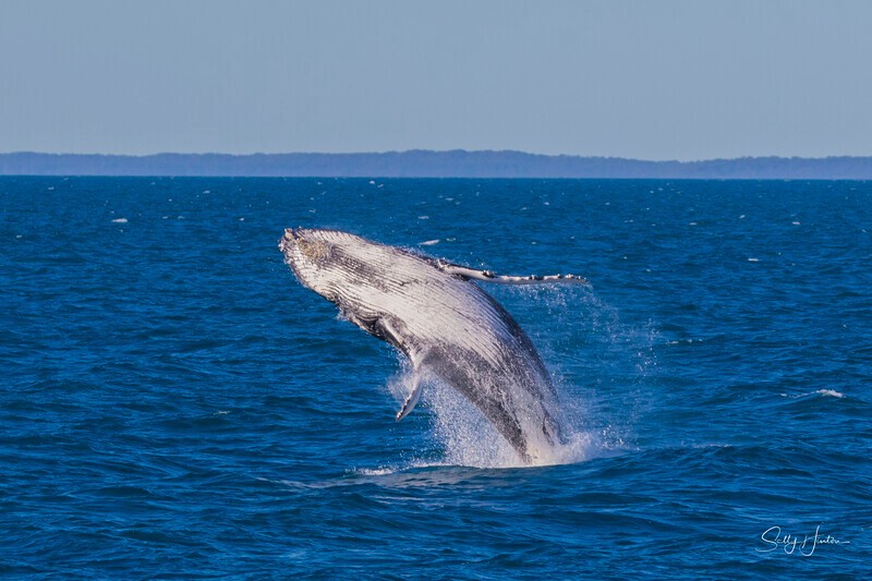 0A3A4013 - 2024 Hervey Bay Whales