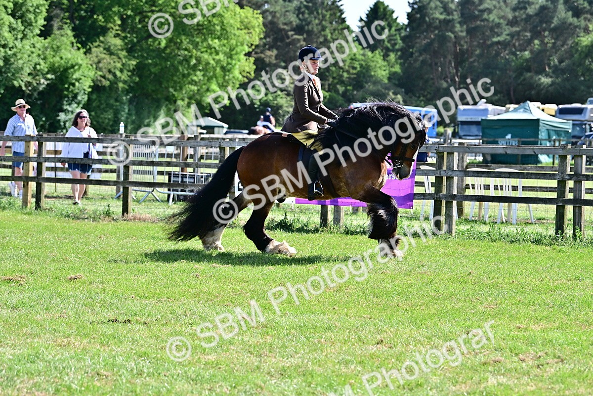 SBM_09321 - Class 63-65 - Traditional Gypsy Cobs In Hand & Ridden