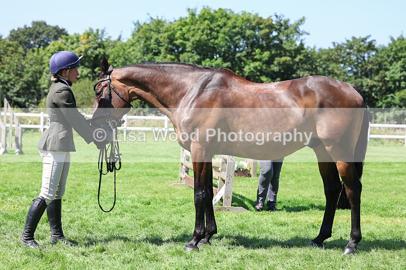 3E7A9088 - Class 6: Open Working Horse