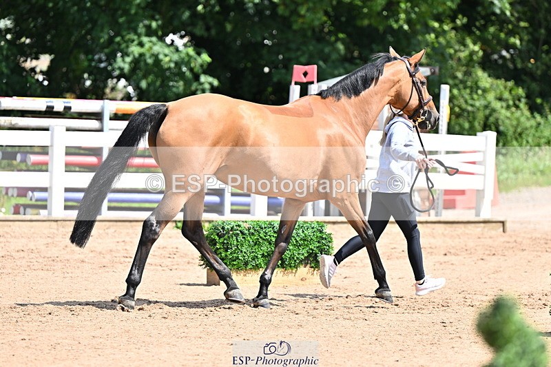 240718A-105243-01076 - Trot Up 12pm to 1pm