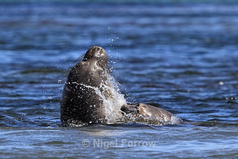 Elephant Seals fighting in sea, Carcass Island, Falklands - Seal