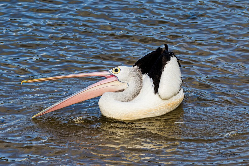 Single pelican beak open 1. 0A3A6225 - Pelicans