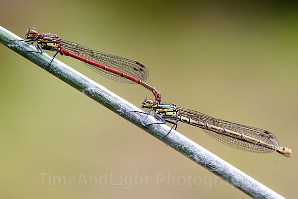 Large Red Damselfly's - Dragonflies & Damselflies