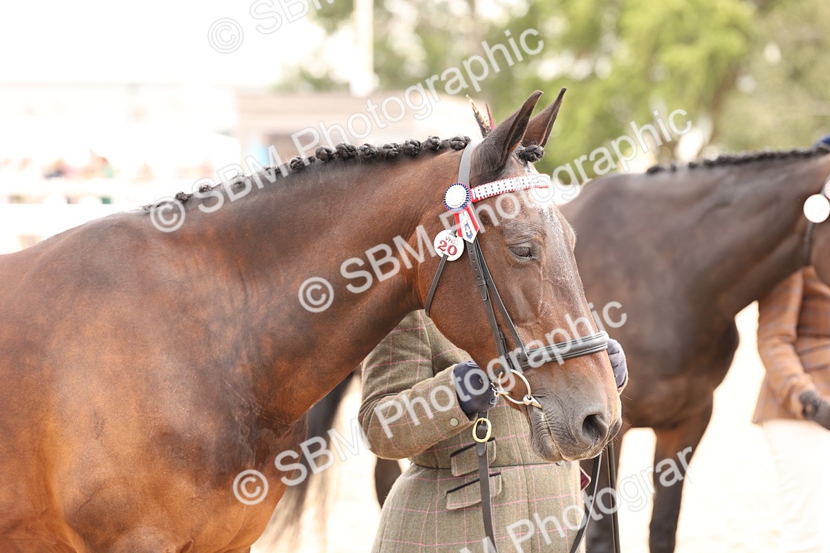 SBM_14690 - Class 208 - IH Veteran Horse