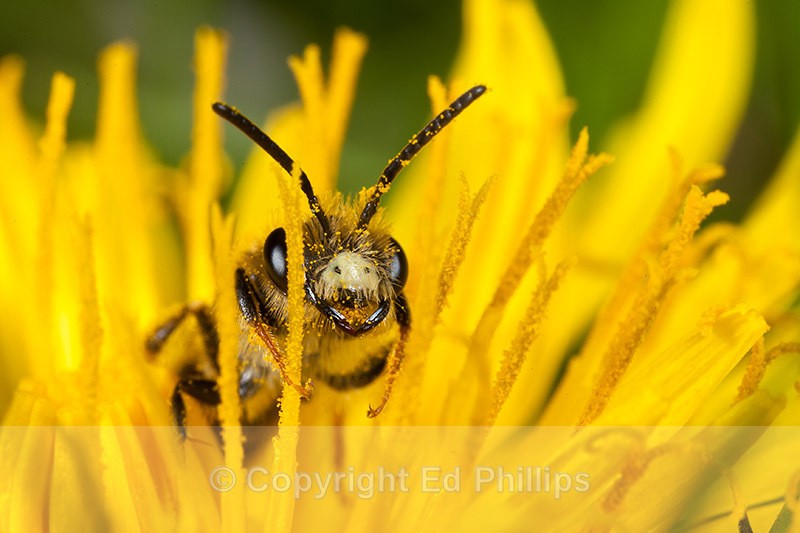 Andrena chrysosceles (m) - Andrena chrysosceles