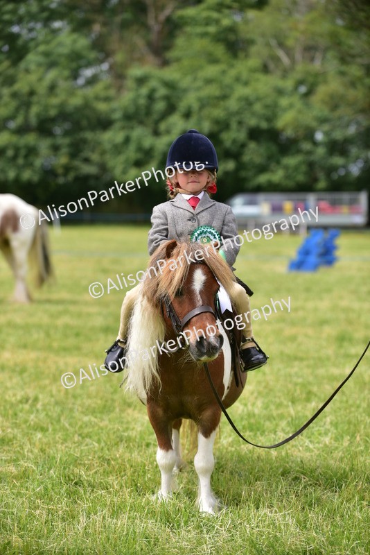 20260614-4033 - Class 16 - Handsome Gelding
