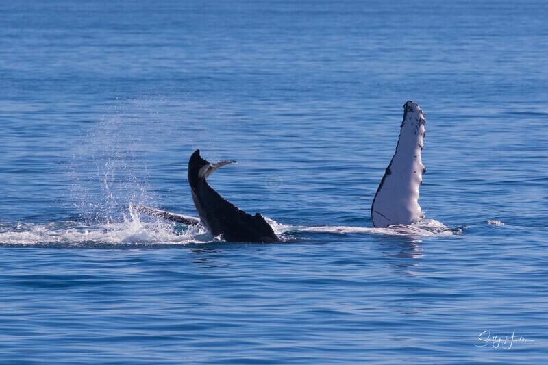 0A3A8320 - 2024 Hervey Bay Whales