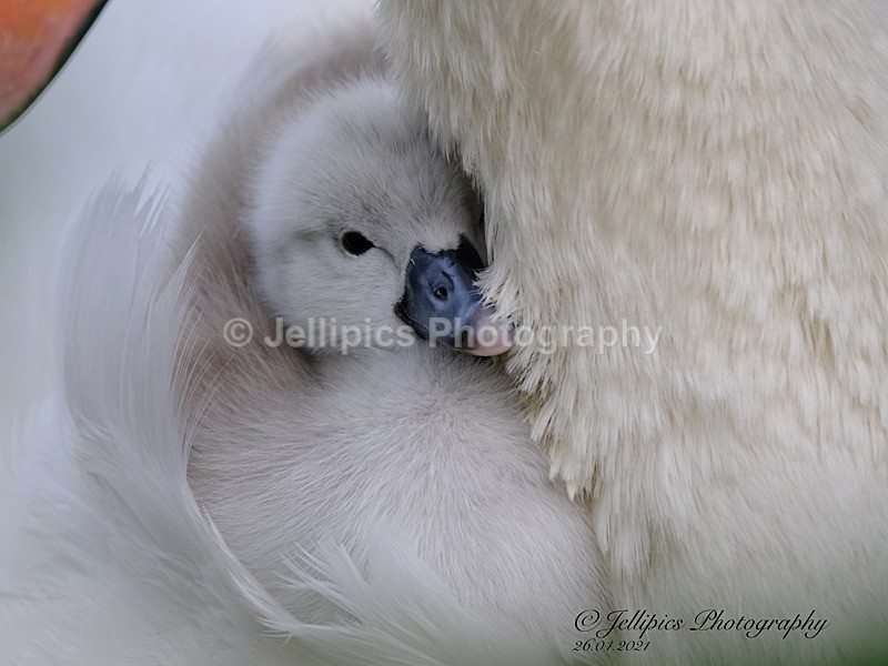  - Wildlife and Nature