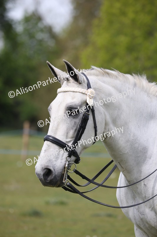 20260426-4404 - Class 34 - Best Riding Horse Over 14.2hh