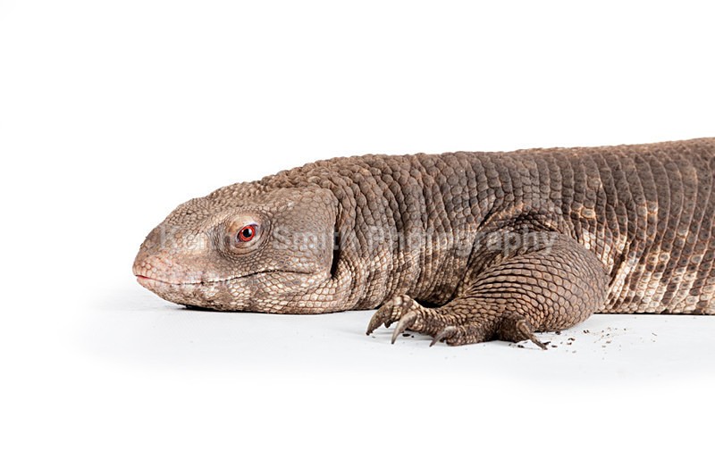 1SKJ7340 - Roaming Reptile Show