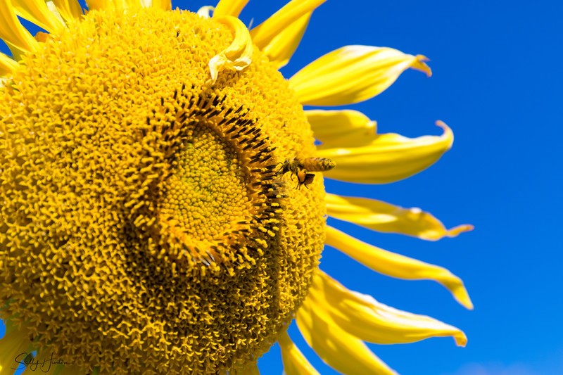 Sunflower and Bee 17