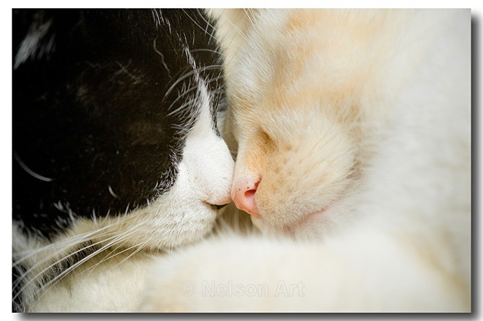Noses - Cats & Dogs