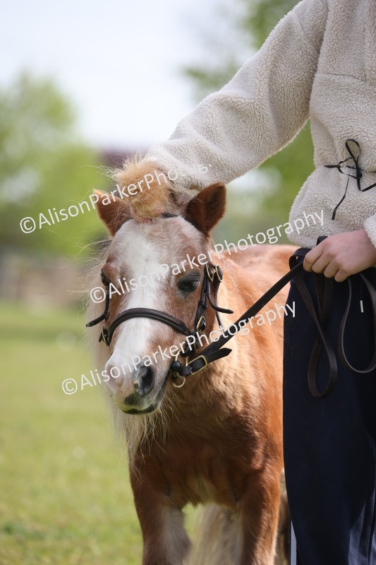 20260426-3156 - Class 26 - Shetland Ponies and Minitures