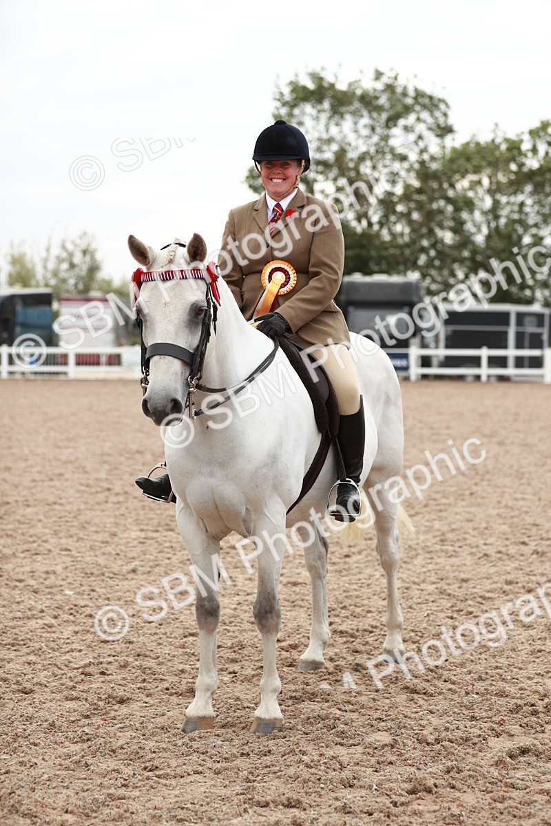SBM_17635 - Class 215 Ridden Hack/ Riding Horse