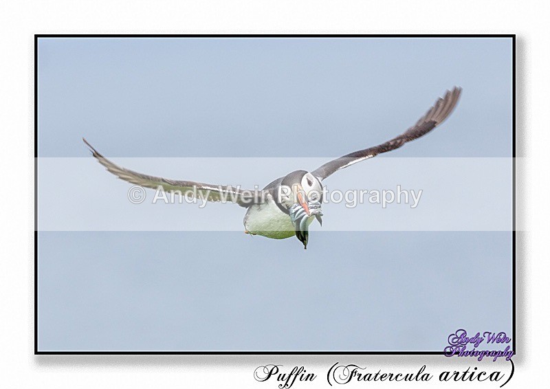 190604-untitled-8E0A4851-Edit - Puffin