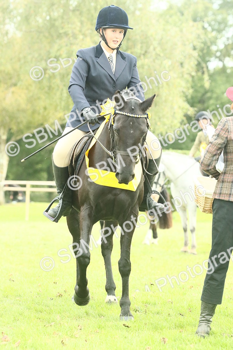 SBM_74136 - S 61 - Show Pony & Show Hunter Pony Ridden