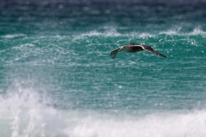 Southern Giant Petrel flying between waves, Volunteer Point, Falklands - Southern Giant Petrel