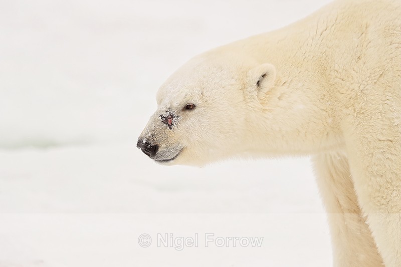 Scarred male Polar Bear profile, Churchill, Canada - Polar Bear