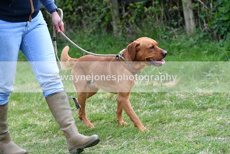 WJ5_9478 - Class 3 Most Handsome Dog