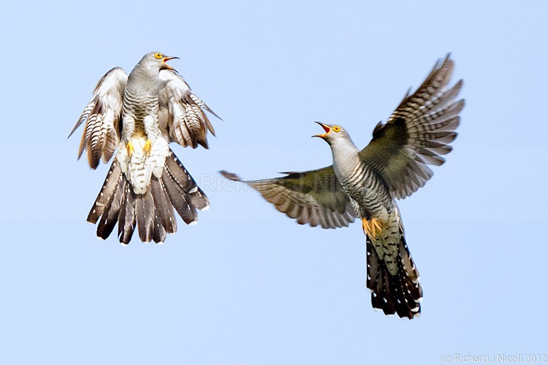Common Cuckoos (Cuculus canorus) Fighting 2 - ARPS Panel