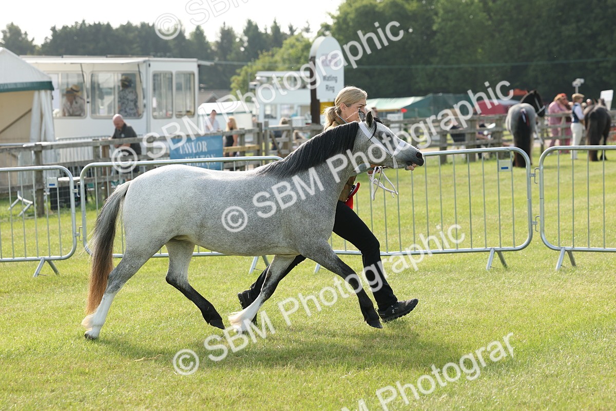 SBM_00626 - Class 6-13 - Mountatin and Moorland In Hand Welsh Breeds